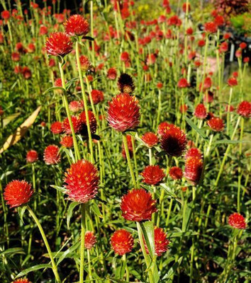 Paudha Gomphrena Red Seed(53 per packet)