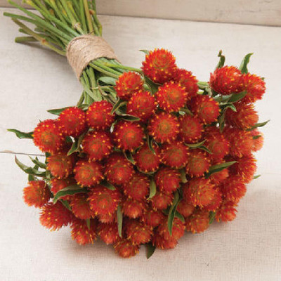 Paudha Gomphrena Red Seed(40 per packet)