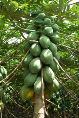USTAR Papaya Seed(150 per packet)