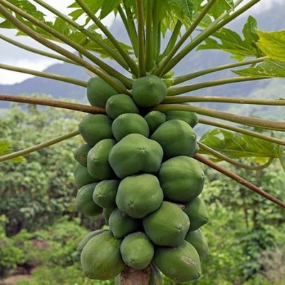 USTAR PP24 PAPAYA SEED ,PAPITA IMPORTED SEED Seed(150 per packet)