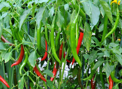 USTAR CHILLI , MIRCH Seed(200 per packet)