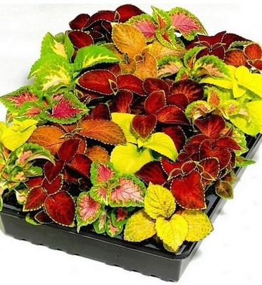 Paudha Coleus Rainbow Mix Seed(24 per packet)