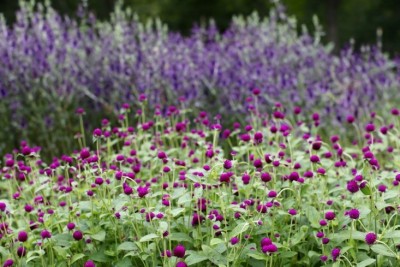 ME Traders Gomphrena Purple Seed(38 per packet)