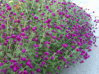 XOLDA Gomphrena Purple Seed(13 per packet)