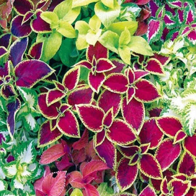 Paudha Coleus Rainbow Mix Seed(22 per packet)