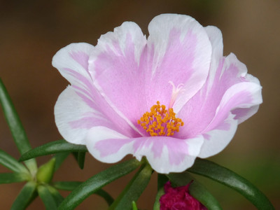 XOLDA Portuluca Mixed / Rose Seed(50 per packet)