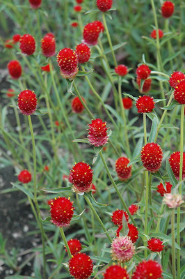 XOLDA Gomphrena Red Seed(38 per packet)