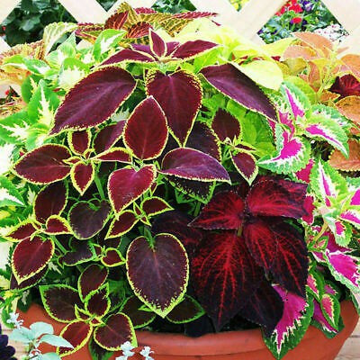 Paudha Coleus Rainbow Mix Seed(24 per packet)