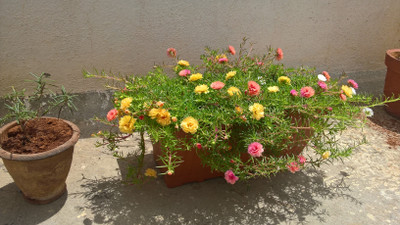 DROXTY Portuluca Mixed / Rose Seed(90 per packet)