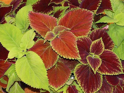 Paudha Coleus Rainbow Mix Seed(51 per packet)