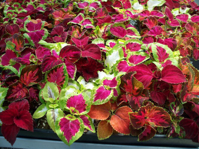 Paudha Coleus Rainbow Mix Seed(39 per packet)