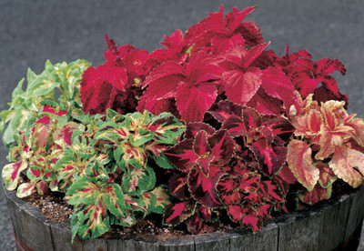 Paudha Coleus Rainbow Mix Seed(39 per packet)