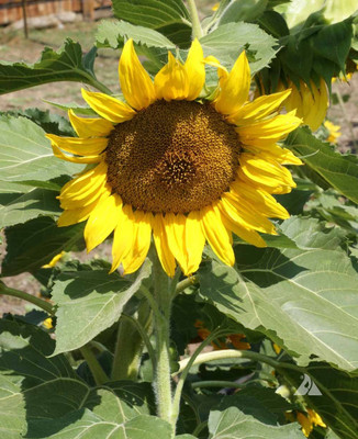 XOLDA Sunflower Sunspot Seed(18 per packet)