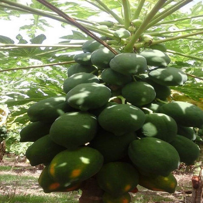 USTAR PP27 PAPAYA SEED ,PAPITA IMPORTED SEED Seed(150 per packet)