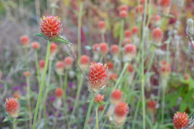 Paudha Gomphrena Red Seed(35 per packet)