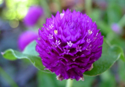 Paudha Gomphrena Purple Seed(13 per packet)