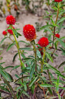 XOLDA Gomphrena Red Seed(15 per packet)