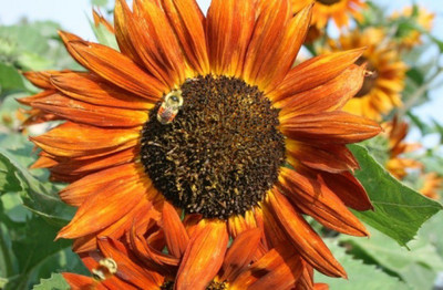 XOLDA Sunflower Earthwalker Seed(33 per packet)