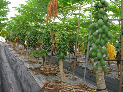 USTAR PAPAYA Seed(150 per packet)