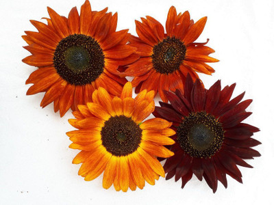 XOLDA Sunflower Earthwalker Seed(33 per packet)