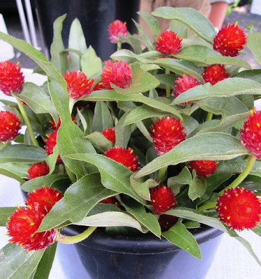 XOLDA Gomphrena Red Seed(53 per packet)