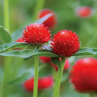 Cosmos Gomphrena Red Seed(100 per packet)