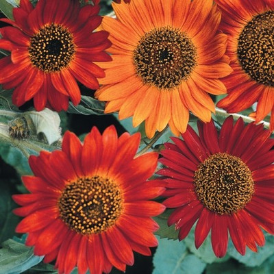 Paudha Sunflower Earthwalker Seed(33 per packet)