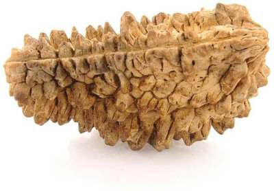 Raviour Lifestyle 1 Mukhi / Ek Mukhi Original & Natural Rudraksha Beads For Astrological Benefits Wood