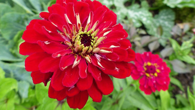 Paudha Zinnia Red Seed(41 per packet)