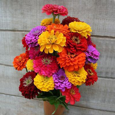 XOLDA Zinnia Mixed Seed(45 per packet)