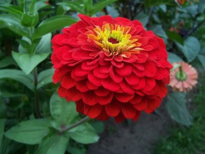 Paudha Zinnia Red Seed(41 per packet)