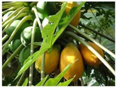 USTAR PP50 PAPAYA SEED ,PAPITA SEEDS Seed(150 per packet)
