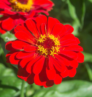 U-GROW INDIA ZINNIA RED Seed(50 per packet)