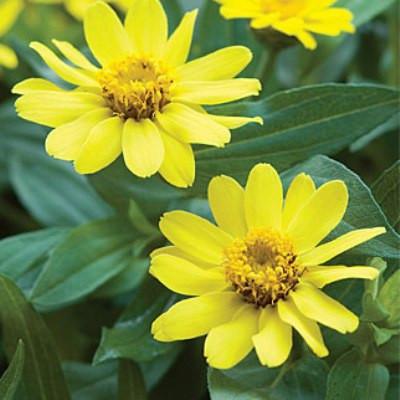 Paudha Zinnia Yellow Seed(22 per packet)