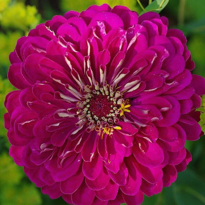 Airex ZINNIA PURPLE FLOWER SEED FOR EATABLE WITH ORGANIC (AVG 40-50 ++) SEED X 2 PACKET Seed(100 per packet)