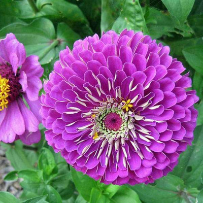 Paudha Zinnia Purple Seed(32 per packet)