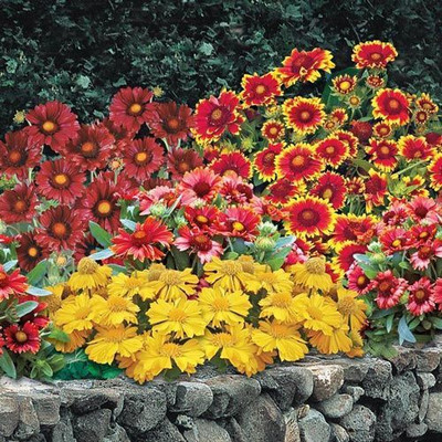 ME Traders Gallardia Mixed Seed(25 per packet)