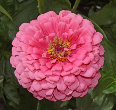 Airex ZINNIA ROSE FLOWER SEED FOR EATABLE WITH ORGANIC (AVG 40-50 ++) SEED X 3 PACKET Seed(150 per packet)