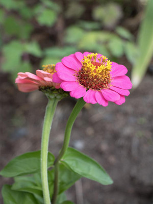 Paudha Zinnia Pink Seed(39 per packet)