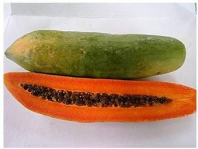 USTAR PP46 PAPAYA SEED ,PAPITA SEEDS Seed(150 per packet)