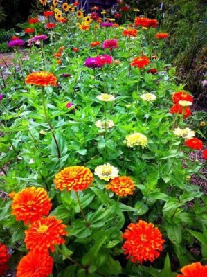 XOLDA Zinnia Mixed Seed(33 per packet)