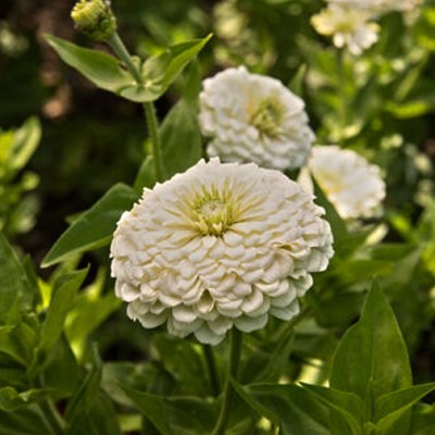 Jevik Zinnia White Seed(50 per packet)