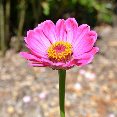 Paudha Zinnia Pink Seed(39 per packet)