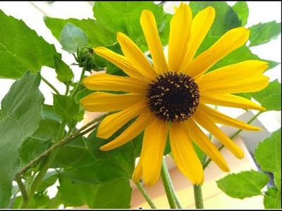 XOLDA Sunflower Miniature Seed(10 per packet)