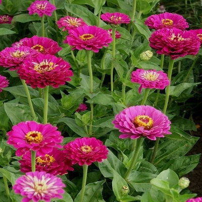 ME Traders Zinnia Purple Seed(42 per packet)