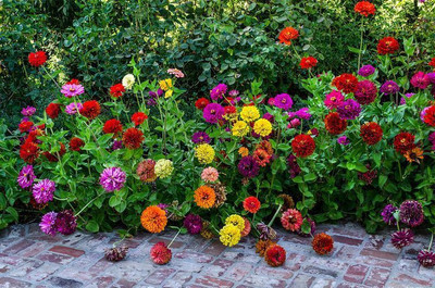 ginnienterpris Zinnia Mixed Seed(170 per packet)