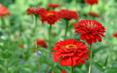 Paudha Zinnia Red Seed(41 per packet)