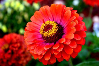 Paudha Zinnia Red Seed(41 per packet)