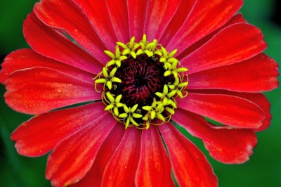 ME Traders Zinnia Red Seed(41 per packet)