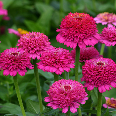 Paudha Zinnia Purple Seed(22 per packet)